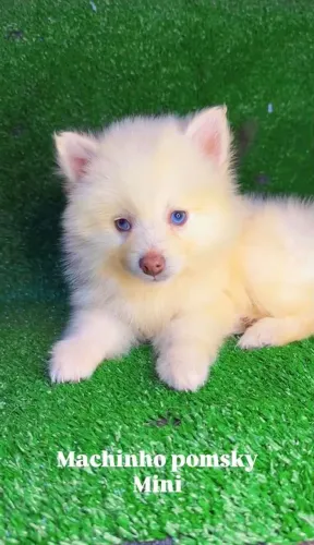 Pomsky Branco Filhote Disponível em BH