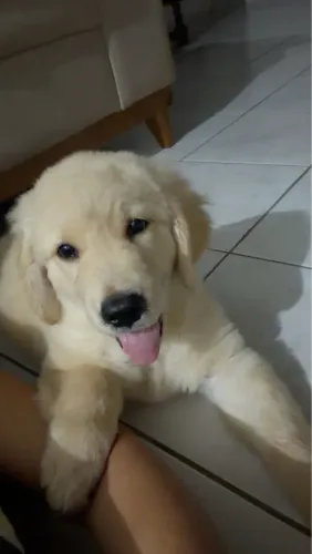Filhote de Golden 