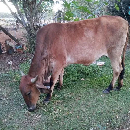 Vaca prenha de 4 meses