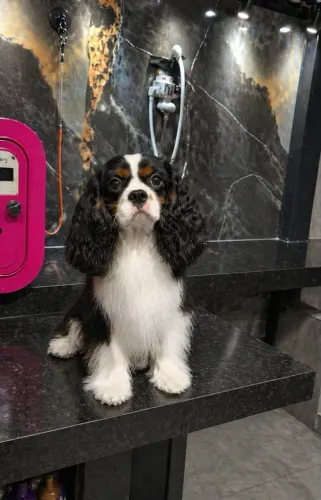 Cavalier King macho 
