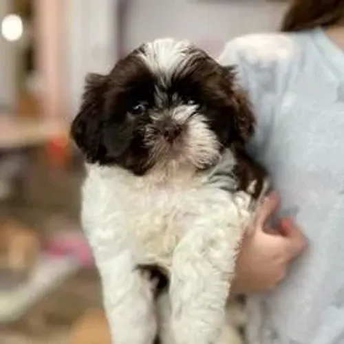 Lhasa Apso,Lhasa Apso Filhote Saudável Excelente Companhia