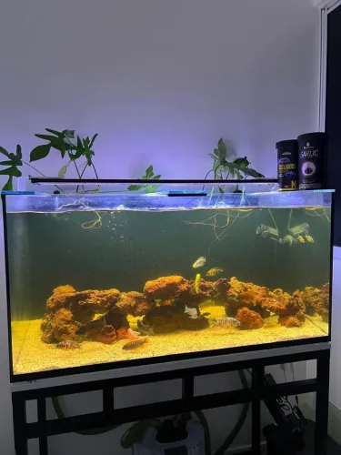 Aquário 250L