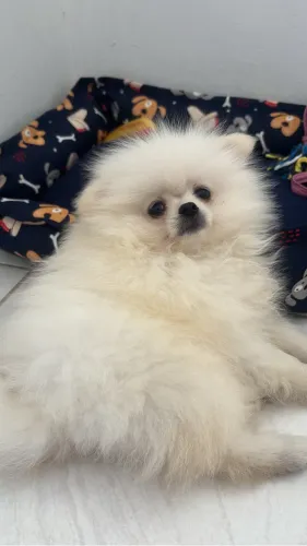 Vende-se Filhote de Spitz Alemão Anão (Lulu da Pomerania) 
