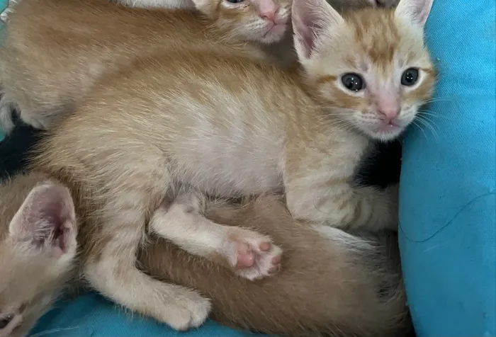 Gatos