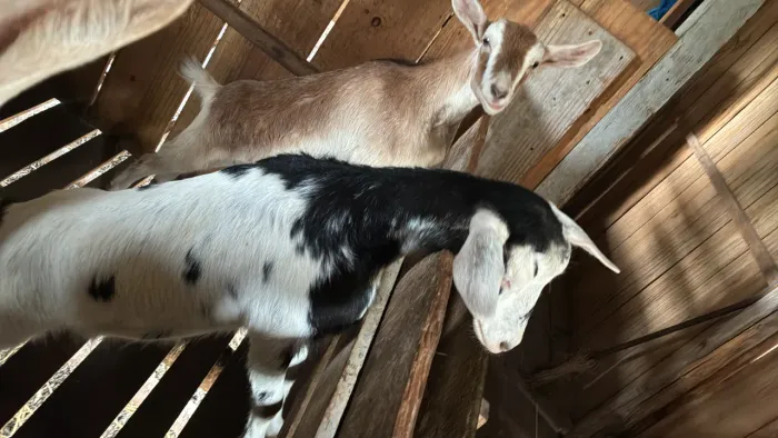 Cabras leiteiras e filhotes a partir de 350,00