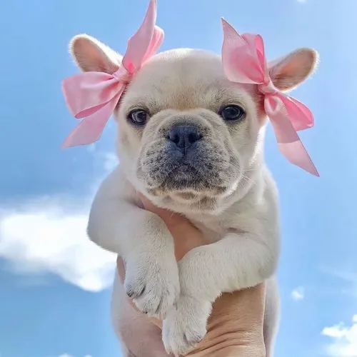 Bulldogue Francês - Preparado Para Se Apaixonar Nesse Arraia