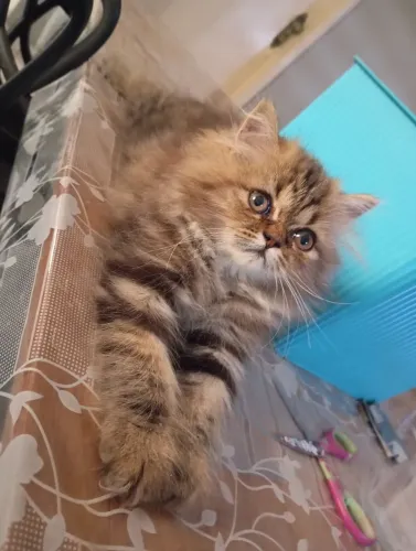 Lindo gato persa - filhote