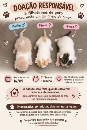 ADOÇÃO DE GATO FILHOTE 