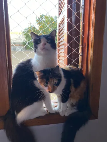 Gatos
