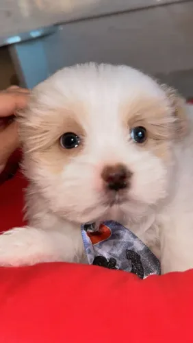 Vendo filhotes de shih tzu macho