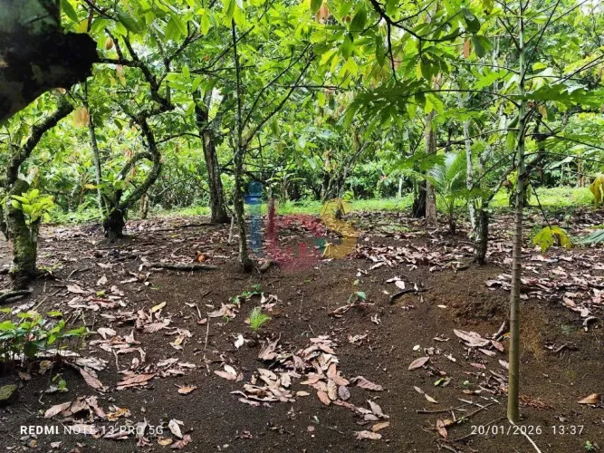 VENDO SITIO LOCALIZADO NA RODOVIA ILHÉUS-URUÇUCA