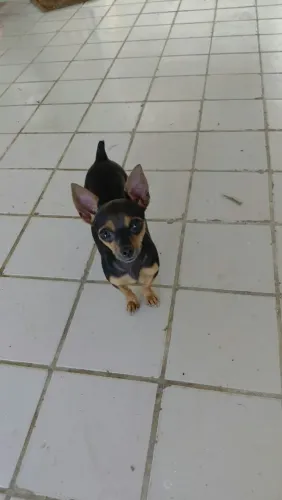 Pincher 0 femia