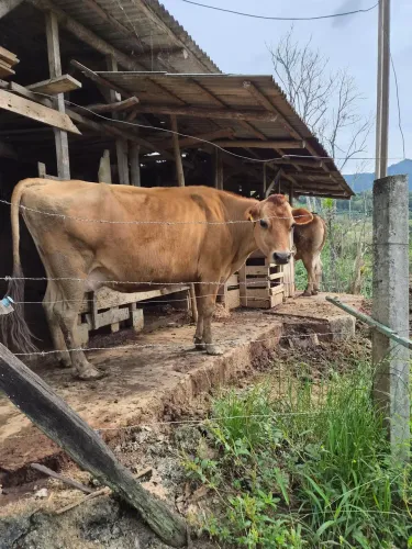 Vaca Jersey com cria