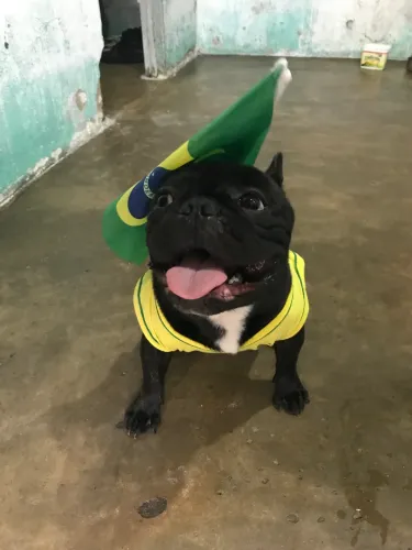 Buldogue francês macho 11 meses tigrado 
