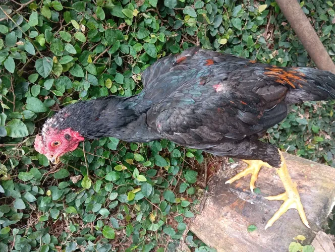 Vendo Franguinho índio 4 meses