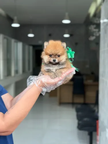 Spitz Alemão Macho Alto Padrão | Pedigree Oficial e Loja Física