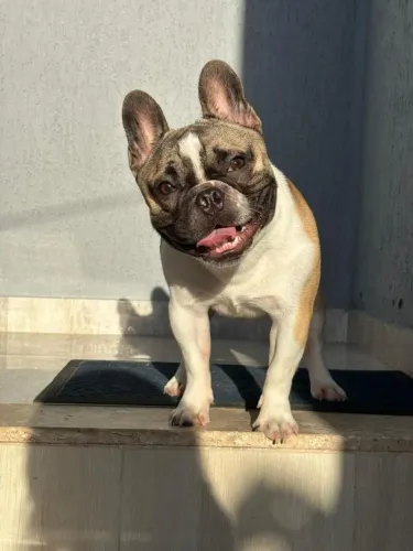 BULDOGUE FRANCÊS MACHO (p/cruzar) 