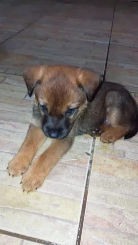 Filhotes de vira lata 