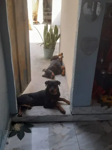 Não entrego macho 650 fêmea 750