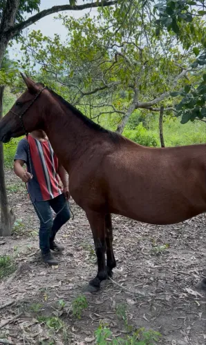 Egua com potra mangalarga