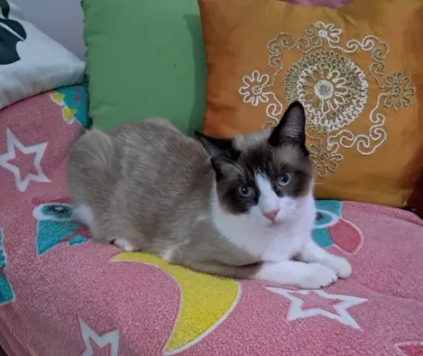 Doa-se Gatinho Siamês Holly - Curitiba