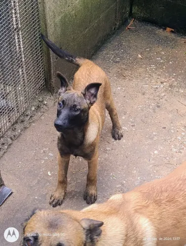 PASTOR BELGA MALINOIS COM PEDIGREE - LINHAGEM EXCEPCIONAL!