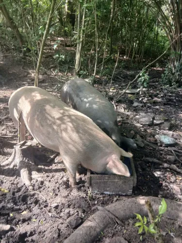 Vendo lote de porcos 