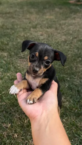 Pinscher fêmea