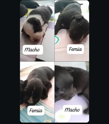Doação de filhote