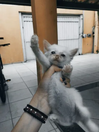 Gatinha fêmea peluda para adoção 