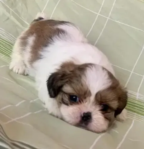 Lhasa Apso Filhotes Procurados e Desejados.
