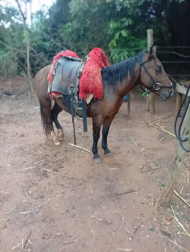 Petiço