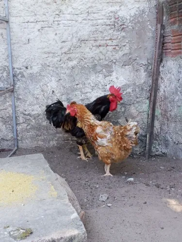 Casal de gsb