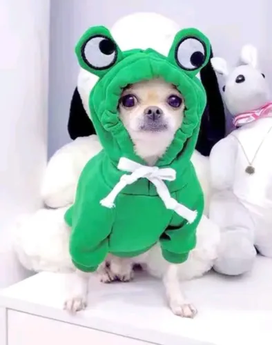 Roupa para Cão ou Gato