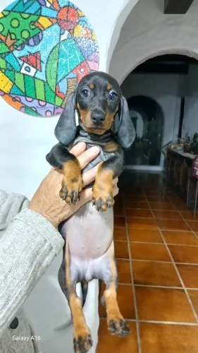 Filhote salsichinha 