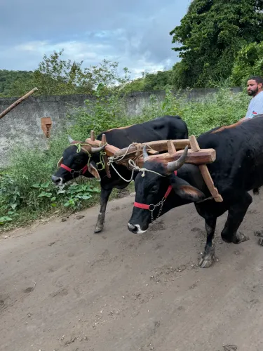 Vendo Junta de Boi com carro de Boi 