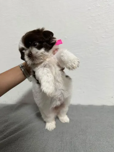 Vendo filhote de shih tzu