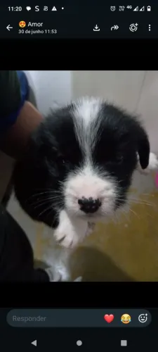 Doação cachorro porte pequeno 