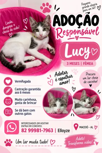 Adoção Responsável Gatinha