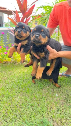 Filhotes de Rottweiler