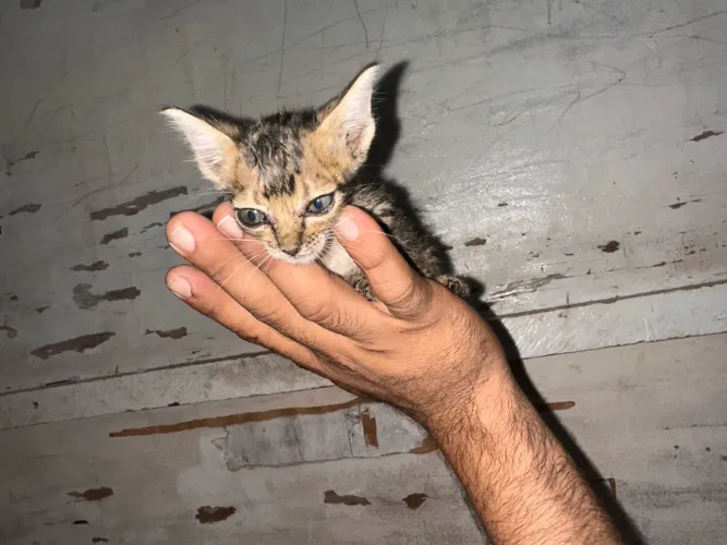 Gatinha fêmea filhote