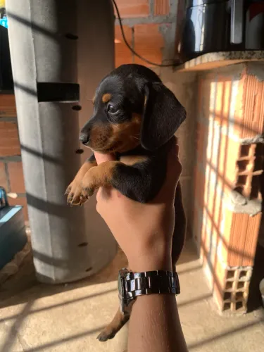 Salsicha cofap mini