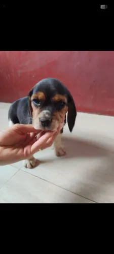 Disponível filhotes de Beagle tricolor