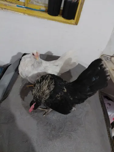 Casal de Nagasak