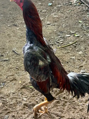 Galo Índio