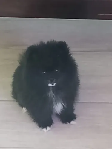 Femêa Spitz Anã Cor:preta