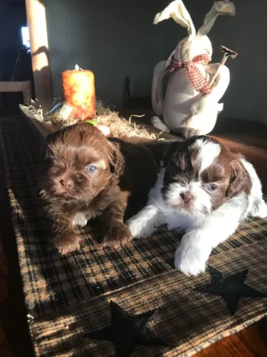 Pequeninos filhotes de Shihtzu baby