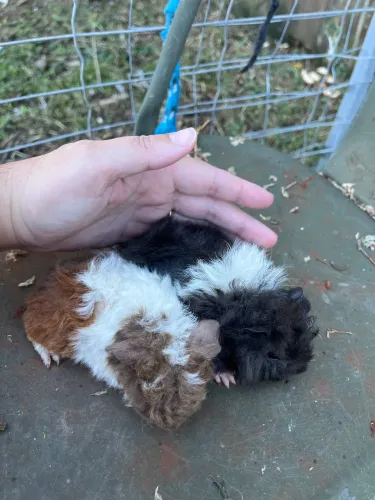 Casal alpaca porquinho pelagem crespa