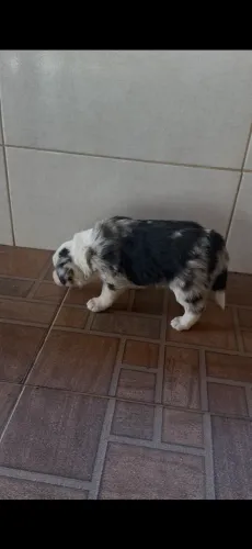 Filhotes de Border Collie