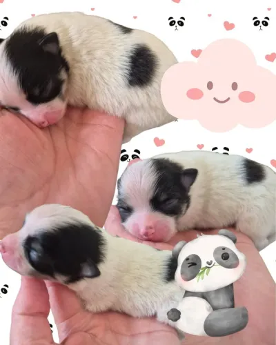 Filhotes de Spitz Alemão/Lulu da Pomerânia